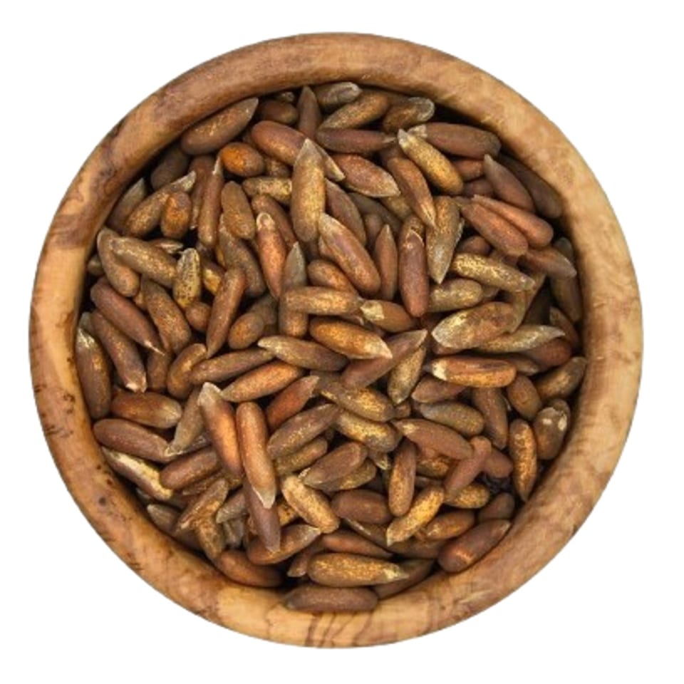 Fruits – Black Pine Nut